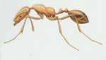 mravenec faraon, hubení mravenců